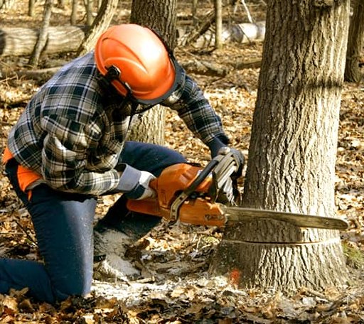 Tree Removal in Trufant, MI